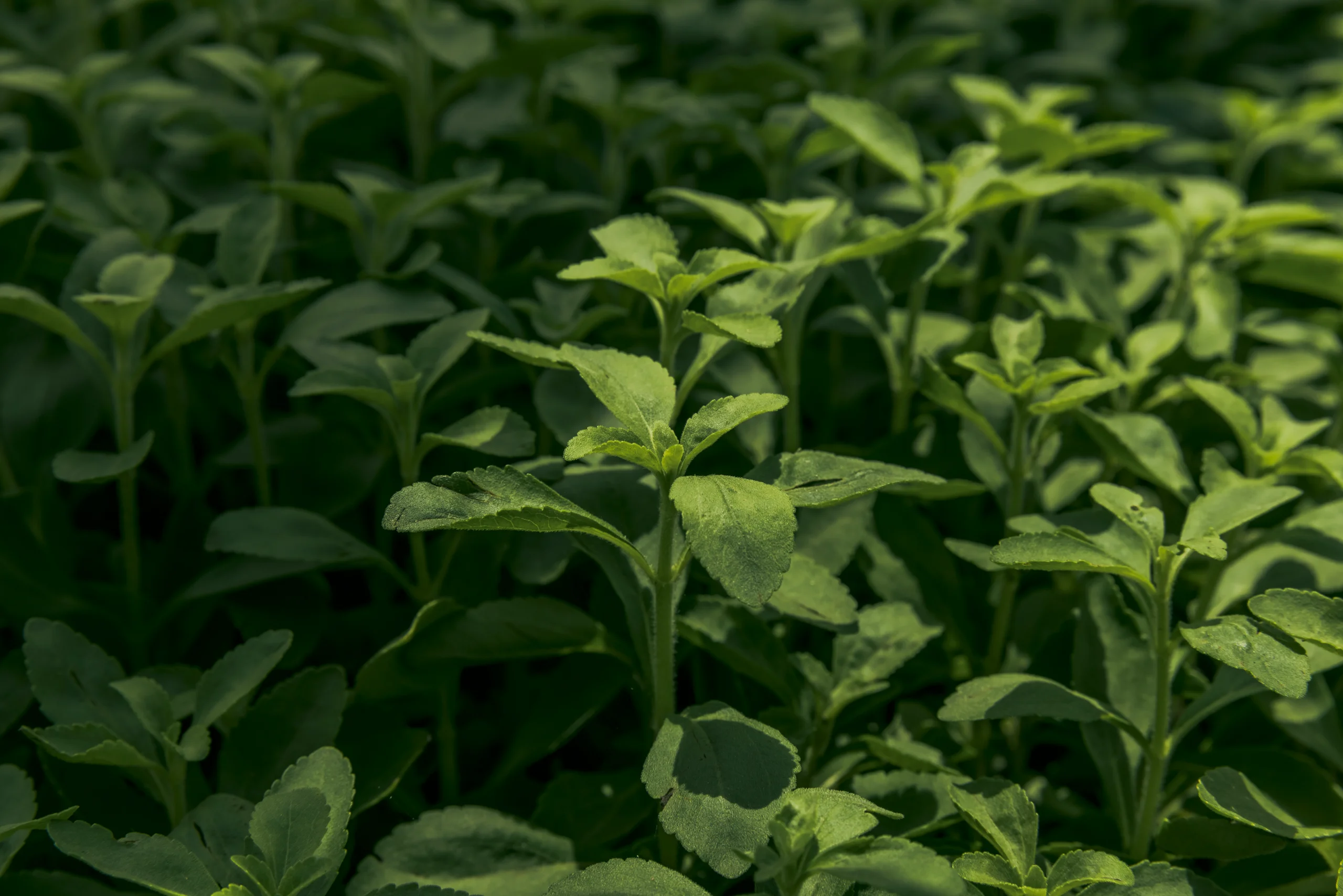 Stevia plants from Manus’ mother field in Mocupe, Peru.